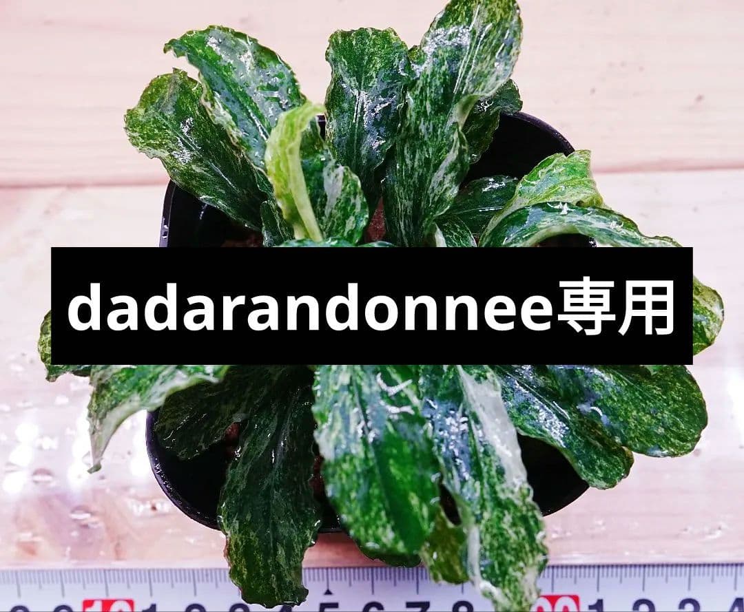 dadarandonnee専用