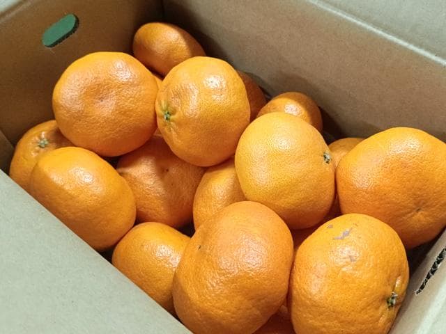 【送料無料】愛媛産　甘平　かんぺい　３L　約10ｋｇ（5ｋｇｘ2箱）