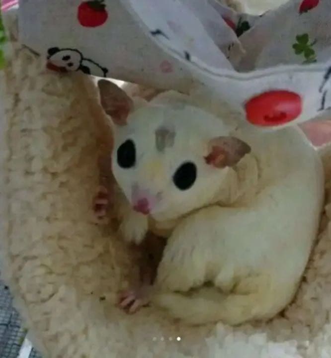 モモンガハウス（ペンギン柄）春・秋仕様     特価❗️❗️