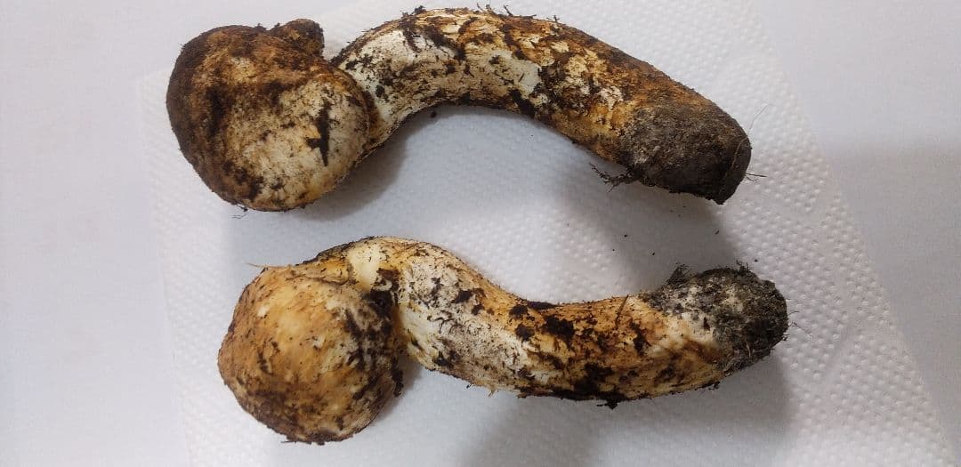 国産　松茸　長野県　送料込み