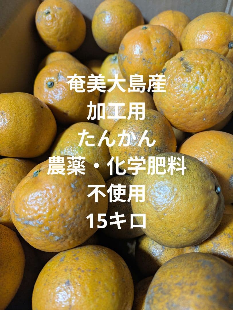 奄美大島産　たんかん　農薬・化学肥料不使用栽培　家庭用　加工用　15キロ