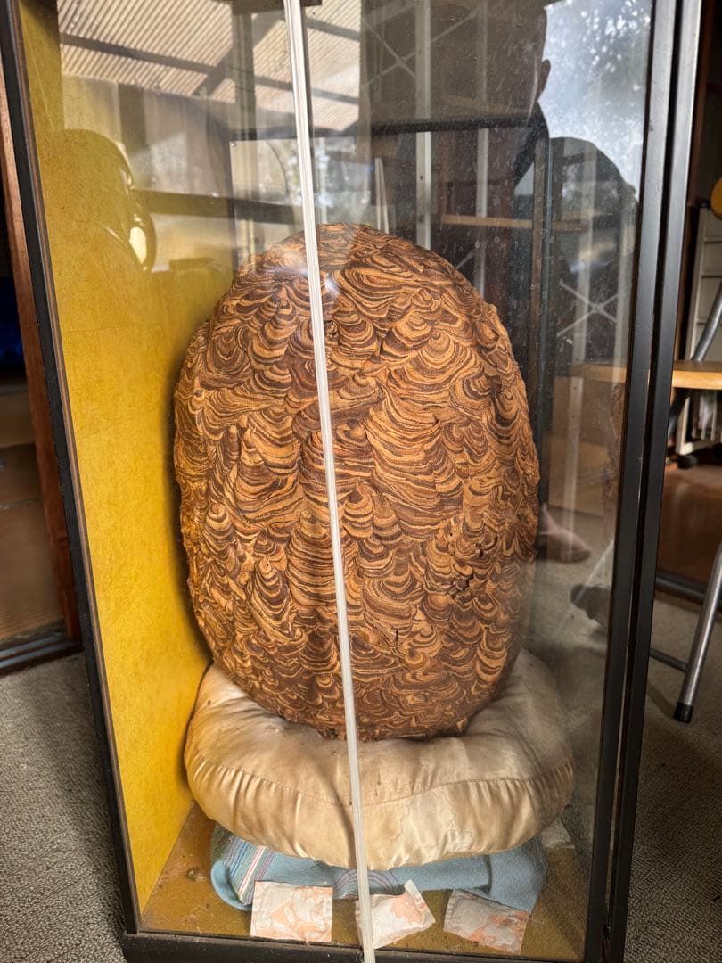 【希少性◎】30年以上前のオオスズメバチの巣標本 ガラスケース入り