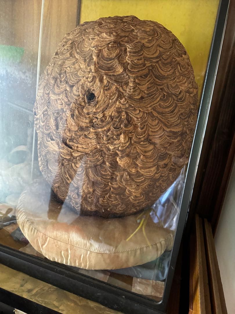 【希少性◎】30年以上前のオオスズメバチの巣標本 ガラスケース入り