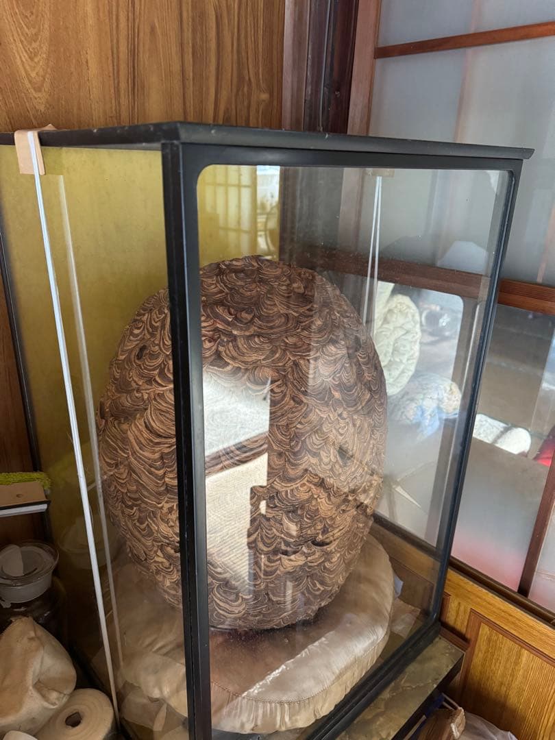 【希少性◎】30年以上前のオオスズメバチの巣標本 ガラスケース入り