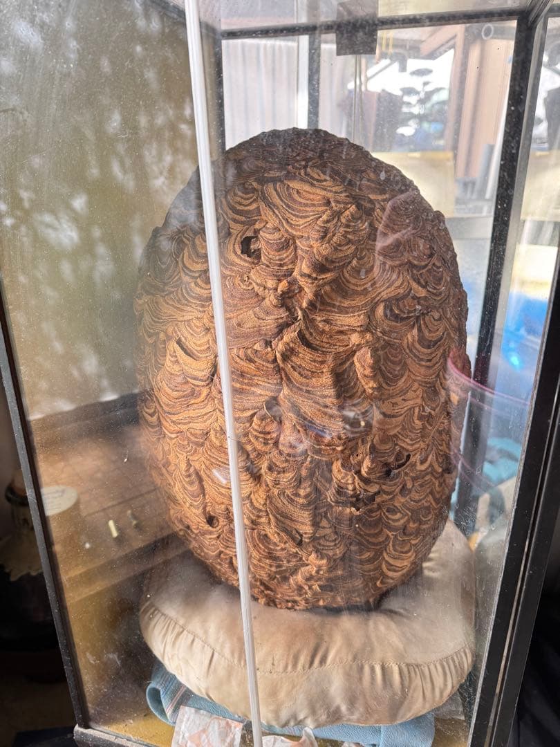 【希少性◎】30年以上前のオオスズメバチの巣標本 ガラスケース入り