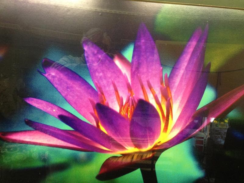 期間限定特価！　個展出品作品　特大芸術写真 ★ A1　 幻想の華 　額付