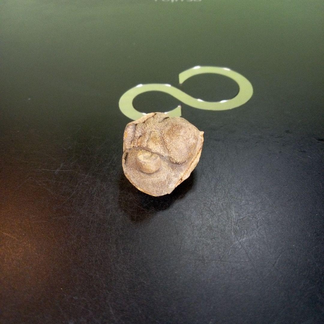 三葉虫　南米産　化石　fossil　ボリビア産　trilobite　南米化石郡⑧