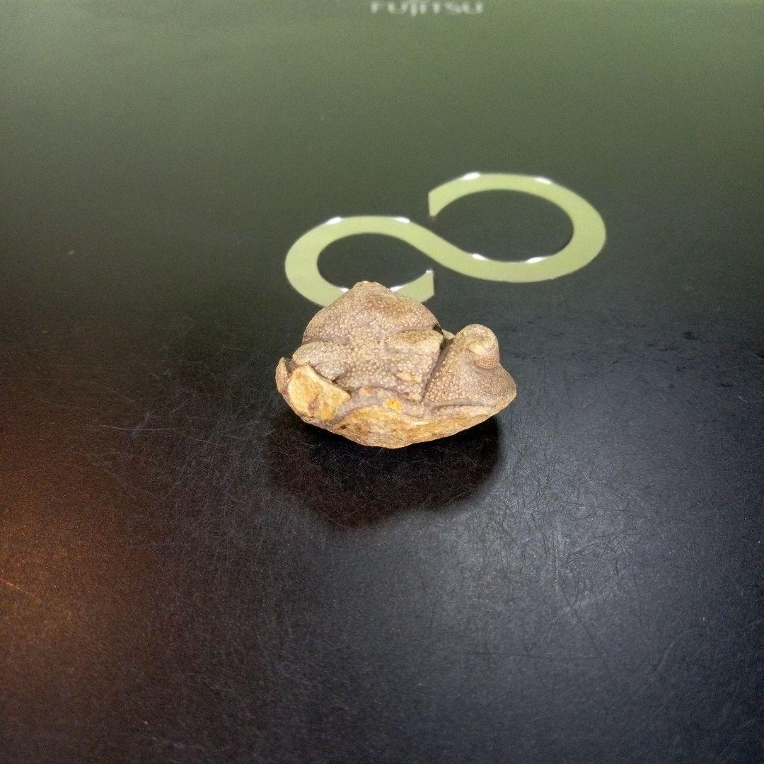 三葉虫　南米産　化石　fossil　ボリビア産　trilobite　南米化石郡⑧