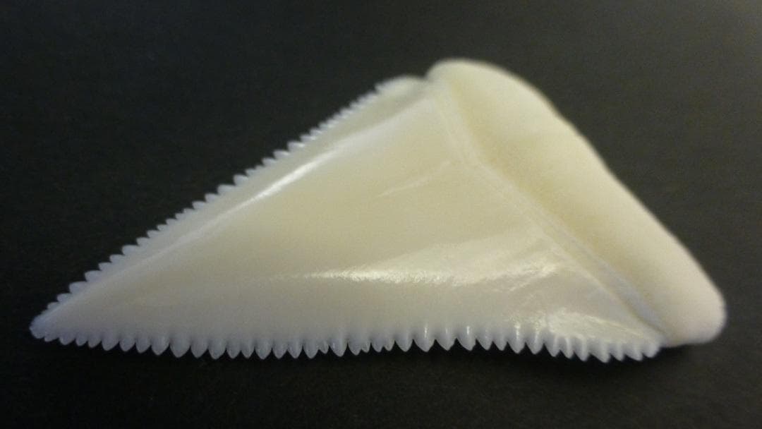 ホホジロザメ（C. carcharias）の歯 (A’品) 48.0ｍｍ