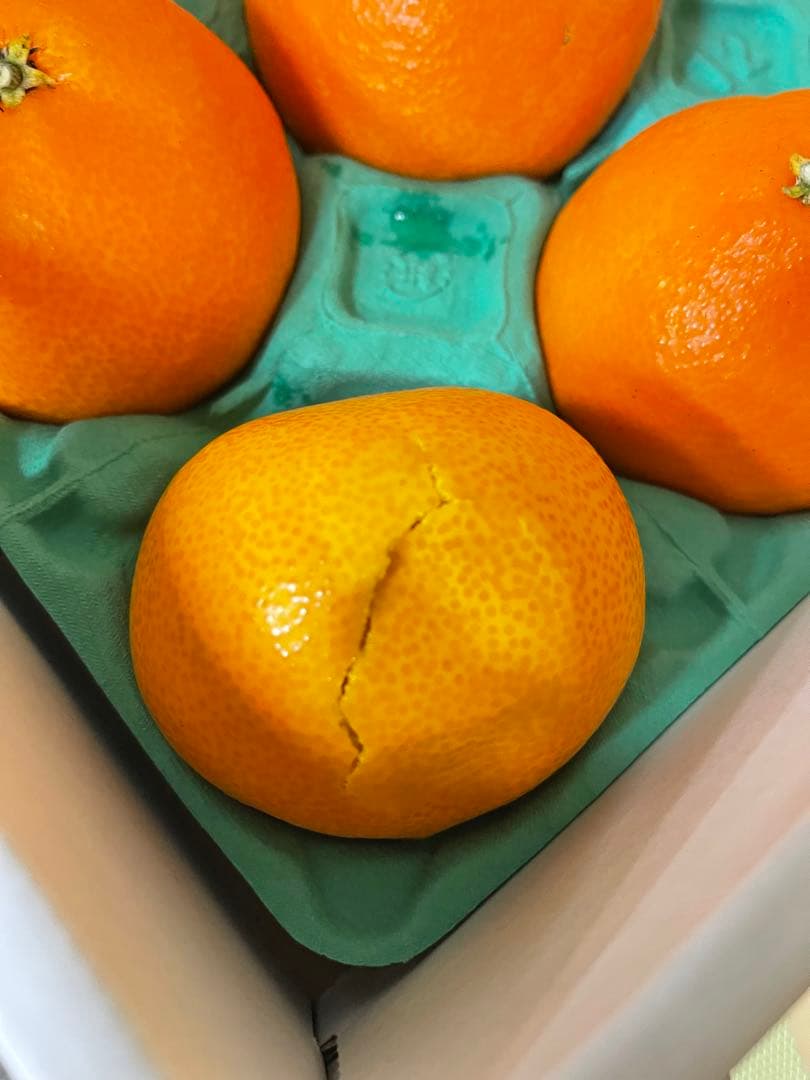 紅まどんな　確認用