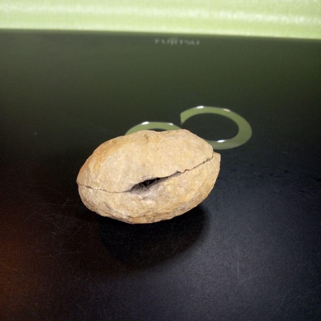 三葉虫　化石　fossil　海　ボリビア産　trilobite　ボリビア化石郡①