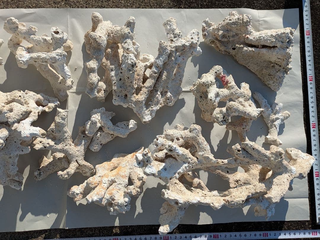 ライブロック　サンゴ　デスロック ② 約7kg