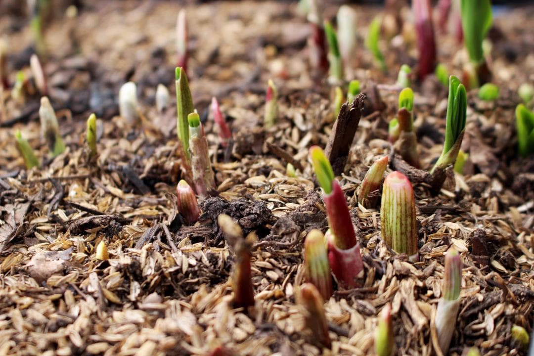 行者ニンニク 7～8年物 太球根苗 100株(球根)