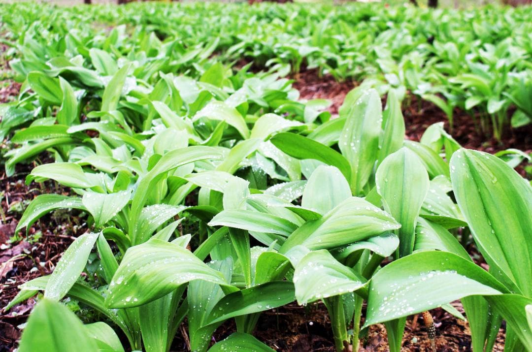 行者ニンニク 7～8年物 太球根苗 100株(球根)