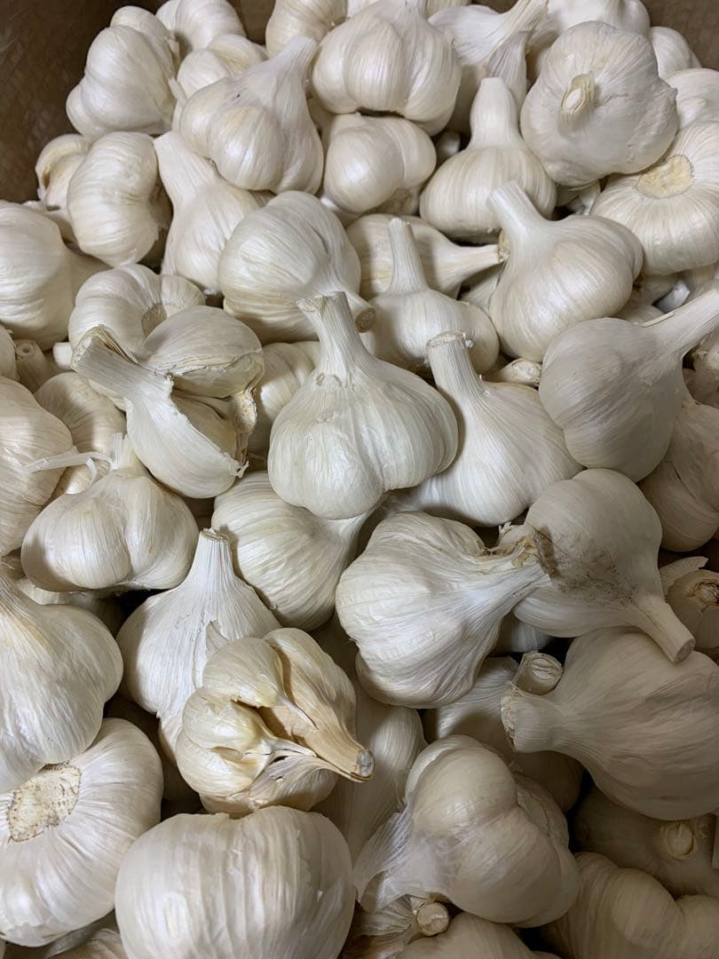 にんにく　青森県産にんにくMサイズ５キロ　訳ありにんにく　ホワイト六片種にんにく
