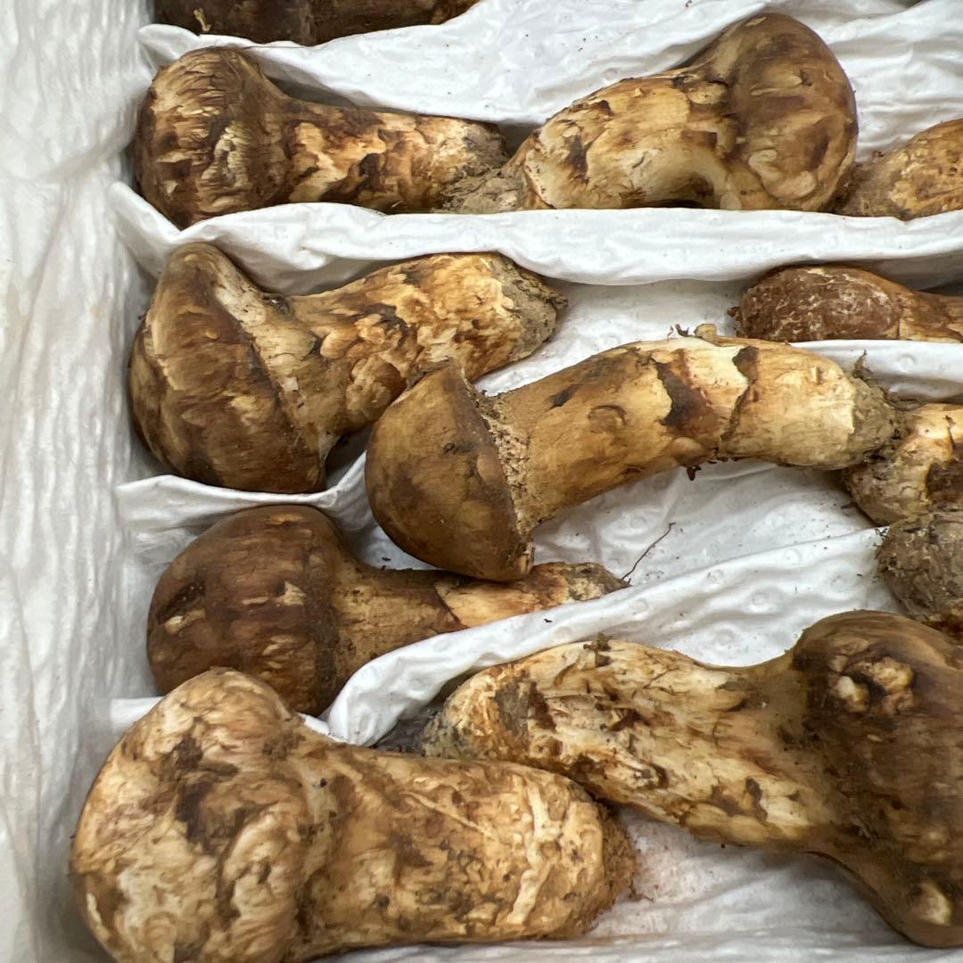 めっちゃ綺麗！ 超新鮮中国産松茸 約1キロ入り 40本入り