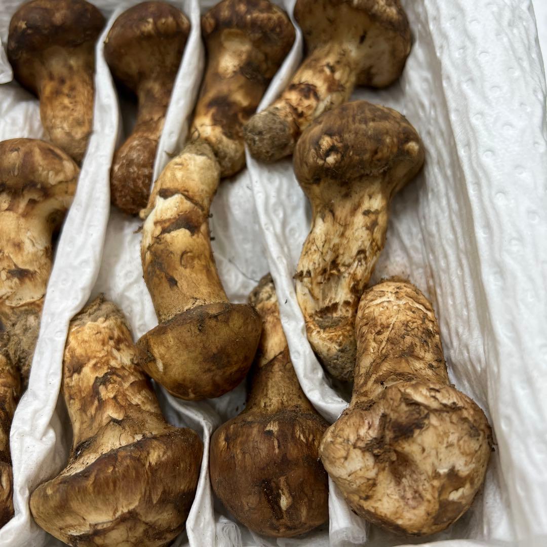 めっちゃ綺麗！ 超新鮮中国産松茸 約1キロ入り 40本入り