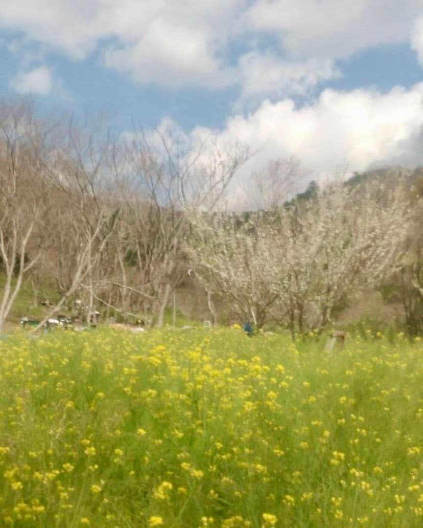 蜂蜜　1200g 3本 生蜂蜜　完熟はちみつ　非加熱　国産蜂蜜