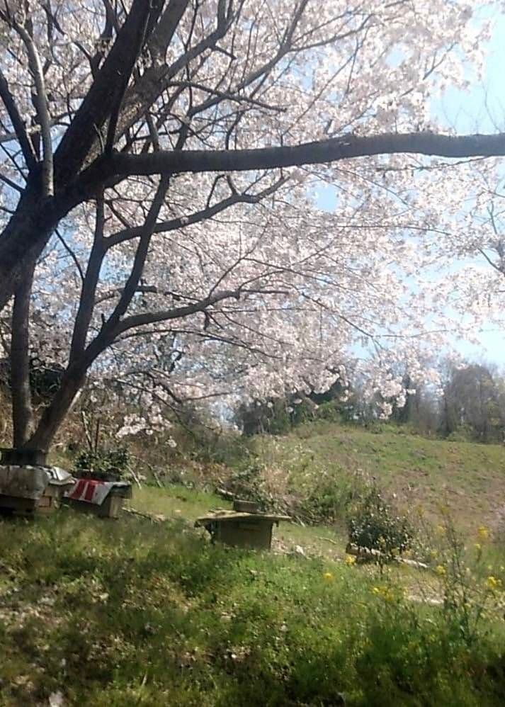 蜂蜜　1200g 3本 生蜂蜜　完熟はちみつ　非加熱　国産蜂蜜