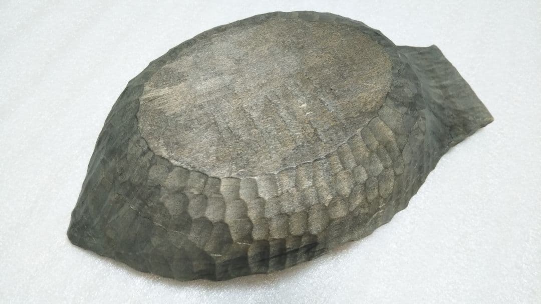 (値下げ)ニマ　アイヌ民具　木彫りの器　本場物美品