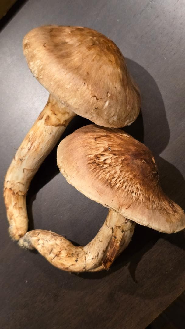 松茸 191g＋171g　10月14日獲れ　福島県産　会津