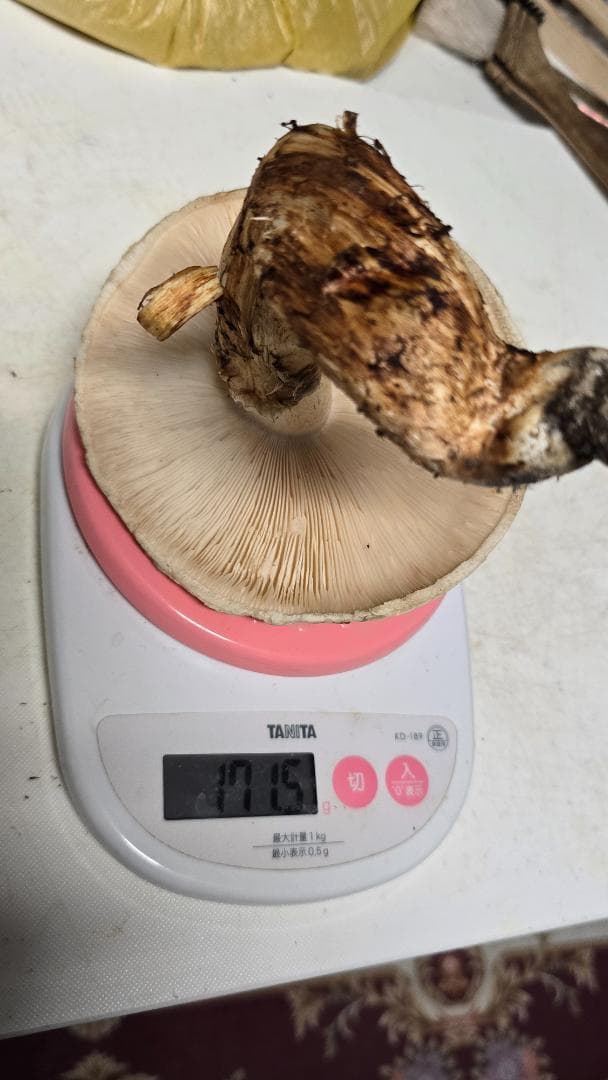 松茸 191g＋171g　10月14日獲れ　福島県産　会津