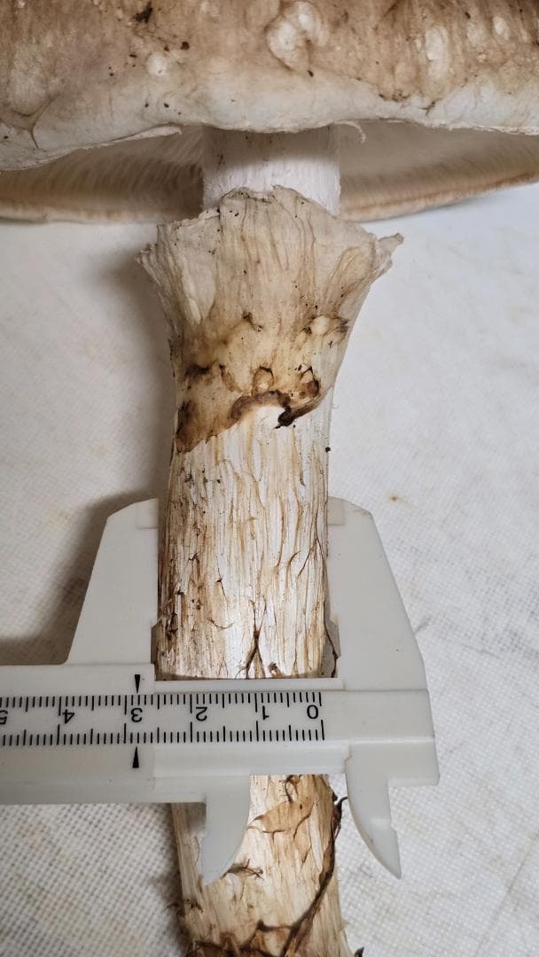 松茸 191g＋171g　10月14日獲れ　福島県産　会津