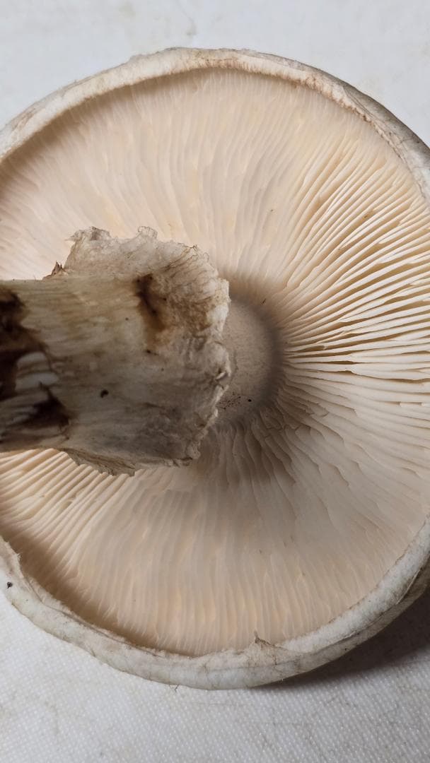 松茸 191g＋171g　10月14日獲れ　福島県産　会津