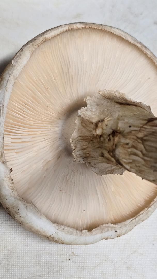 松茸 191g＋171g　10月14日獲れ　福島県産　会津