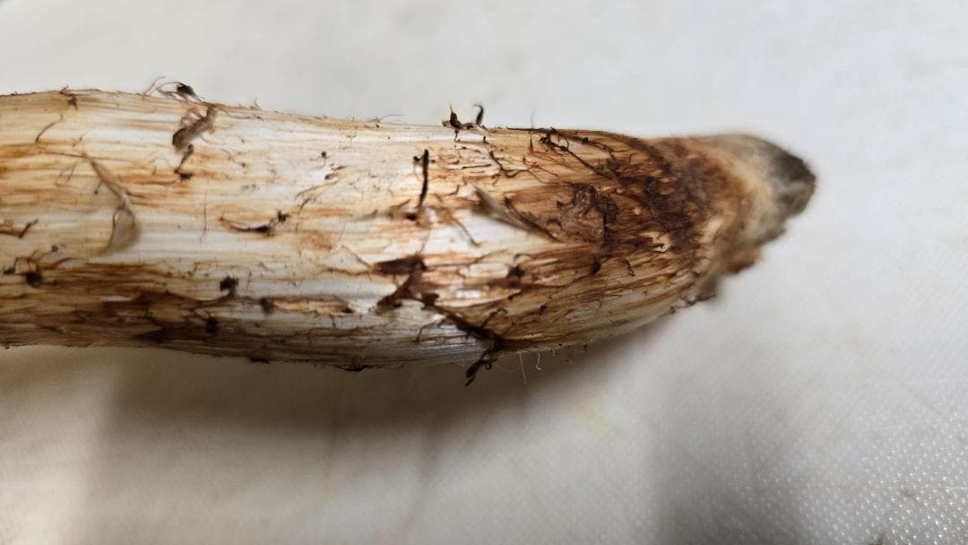 松茸 191g＋171g　10月14日獲れ　福島県産　会津