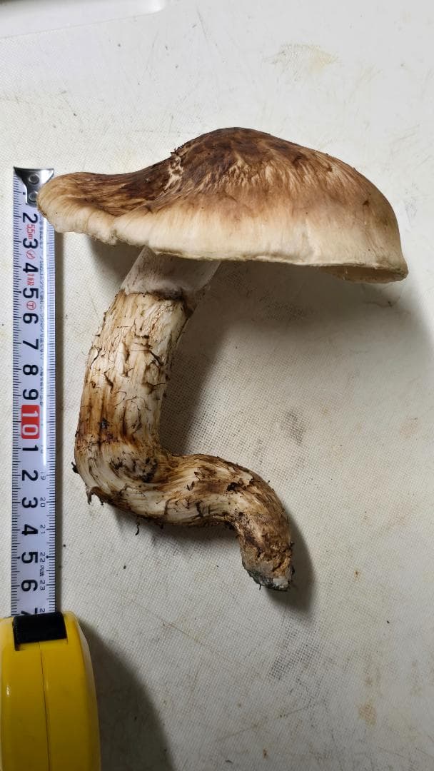 松茸 191g＋171g　10月14日獲れ　福島県産　会津