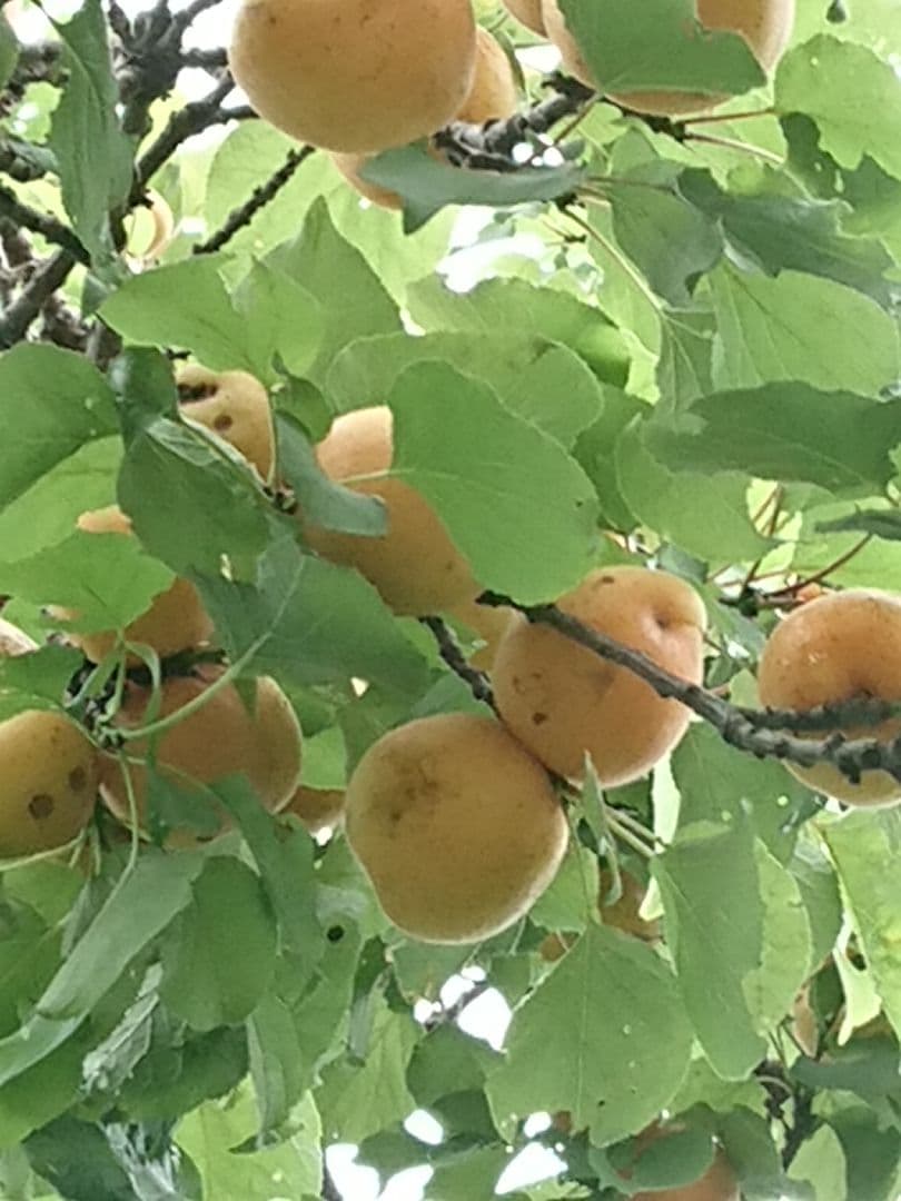 今が旬の杏酒の実　　特大品です。これからが最高です。