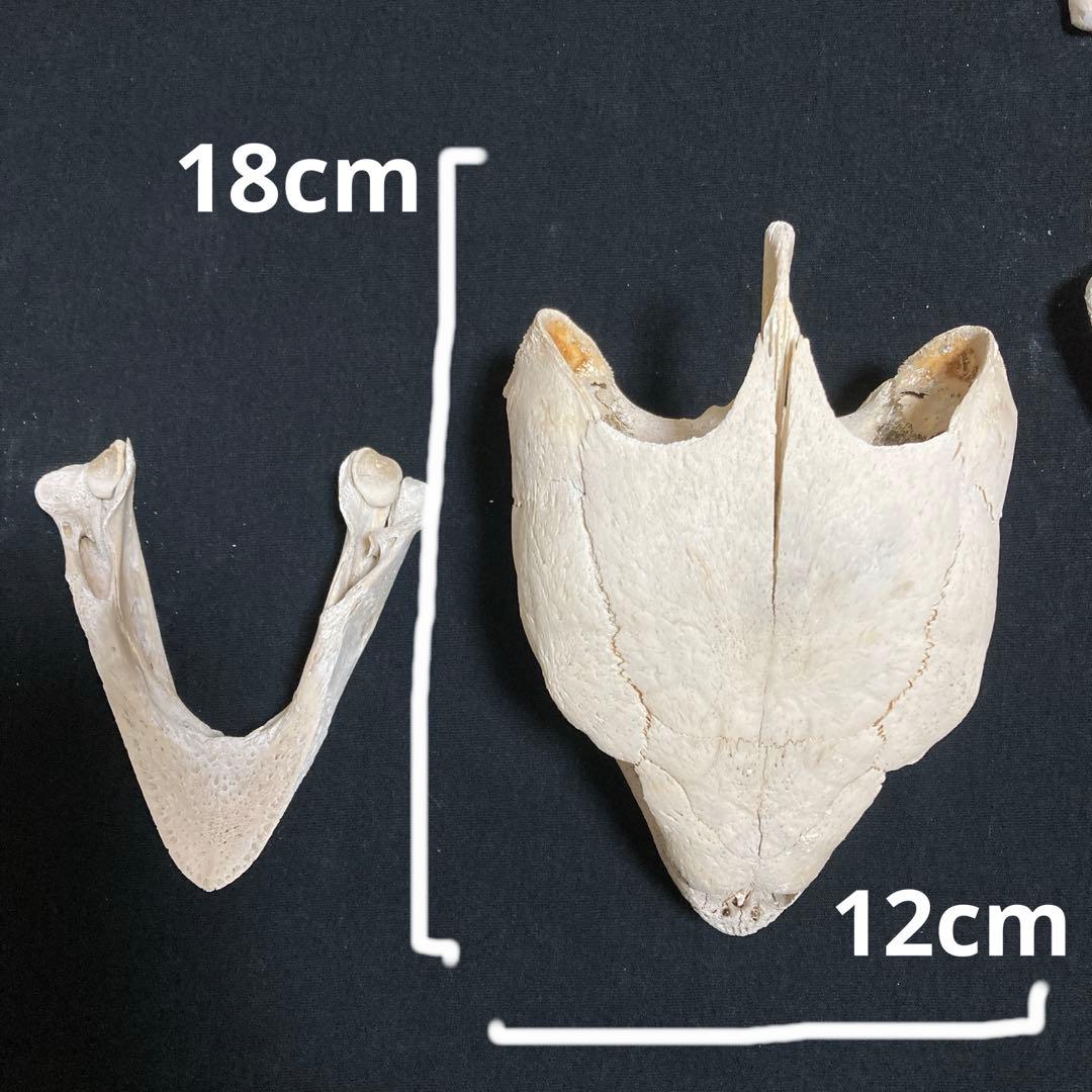 アカウミガメの骨標本　海亀頭骨他