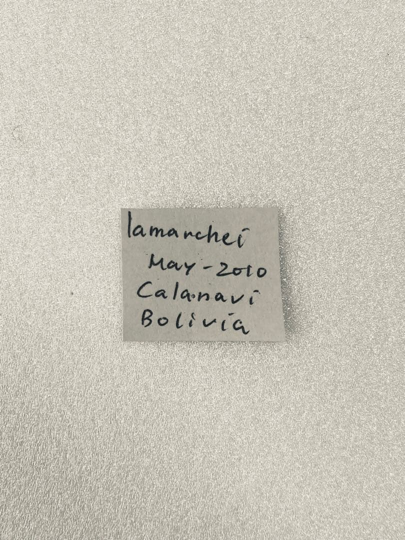 パピリオ・ラマルケイ（1オス・ボリビア）