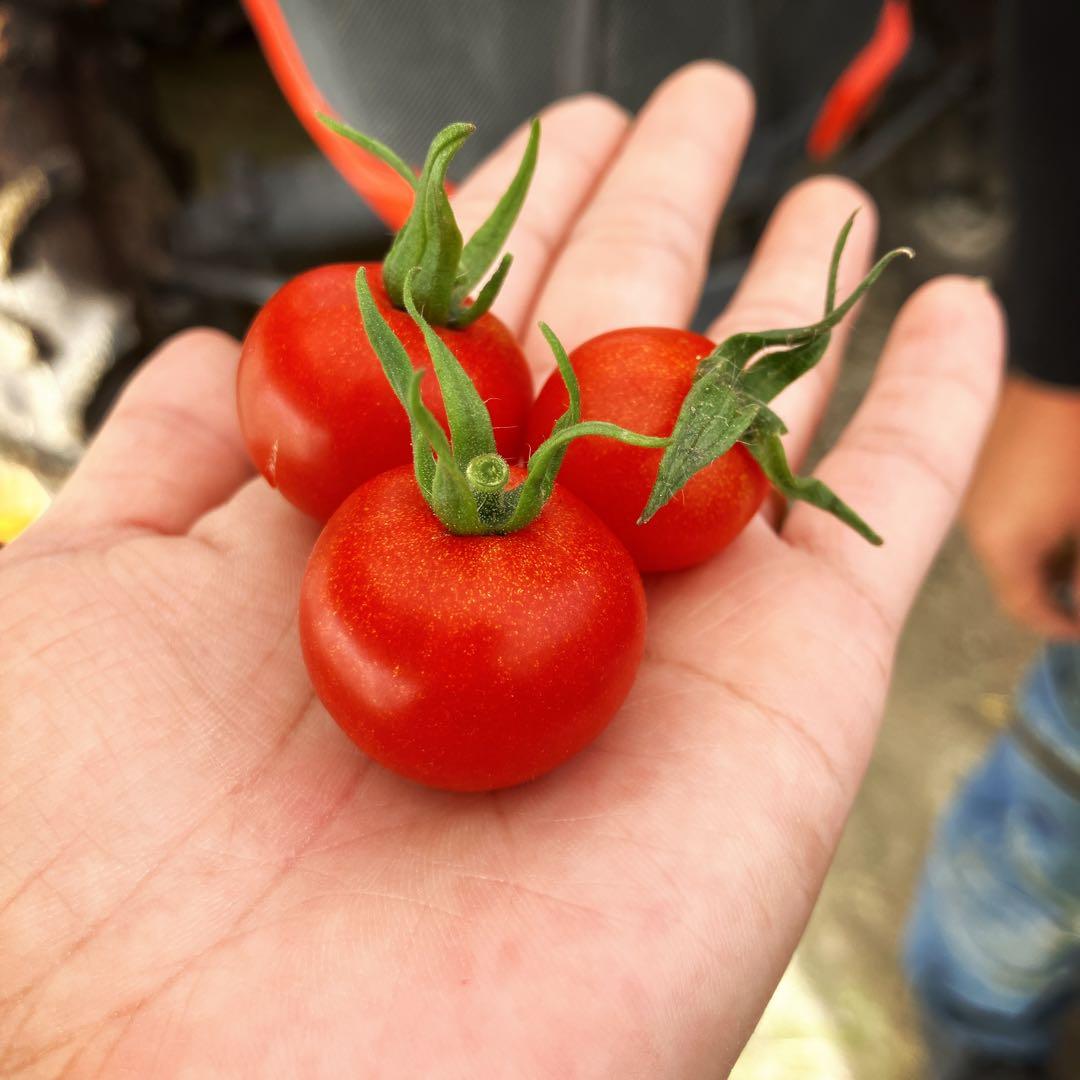 ミニトマト9kg⭐️100円引き⭐️日曜限定！②