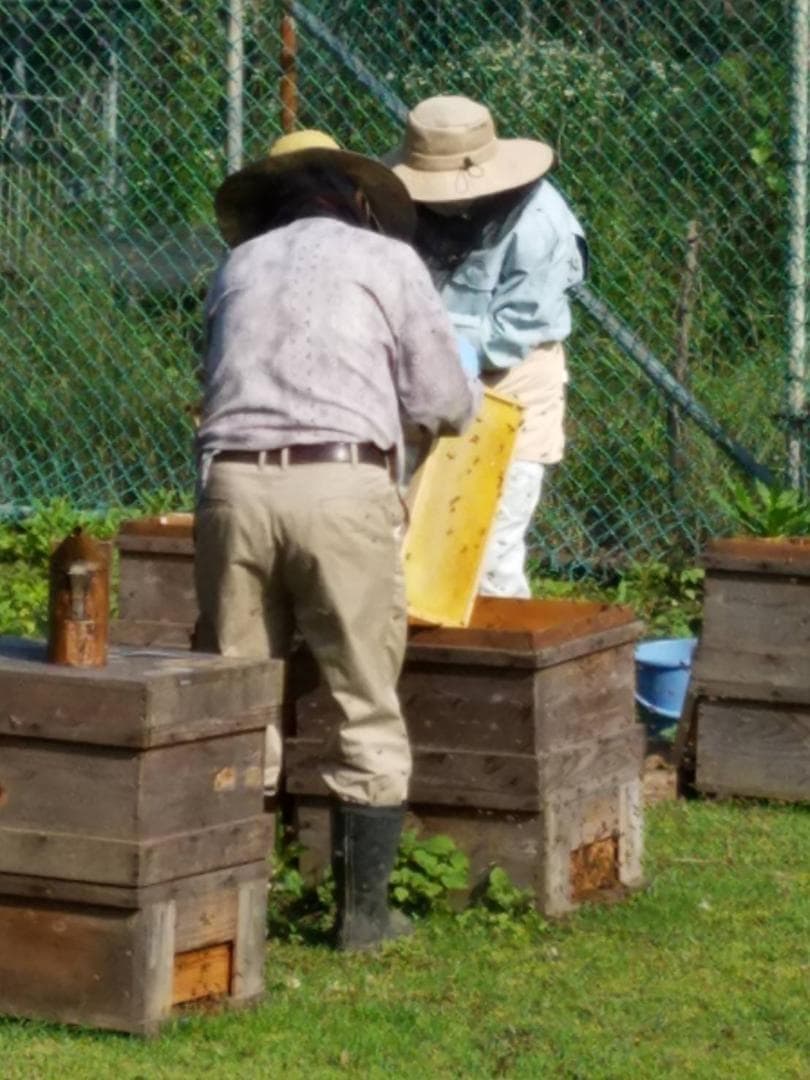 完熟 生蜂蜜　国産蜂蜜 純粋蜂蜜 無添加　非加熱　600グラム　6個
