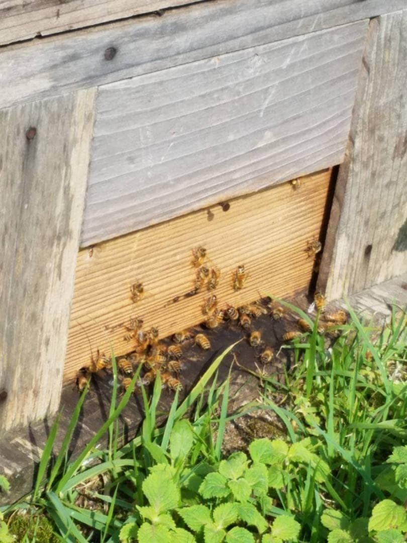 完熟 生蜂蜜　国産蜂蜜 純粋蜂蜜 無添加　非加熱　600グラム　6個