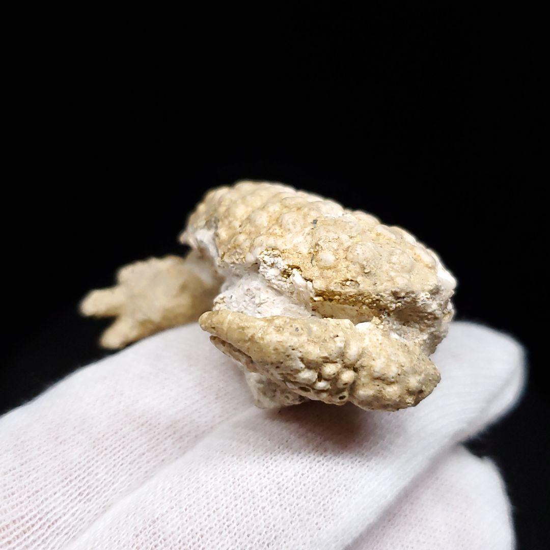 美品 カニ 本物 化石 産 38.77mm  fcr5