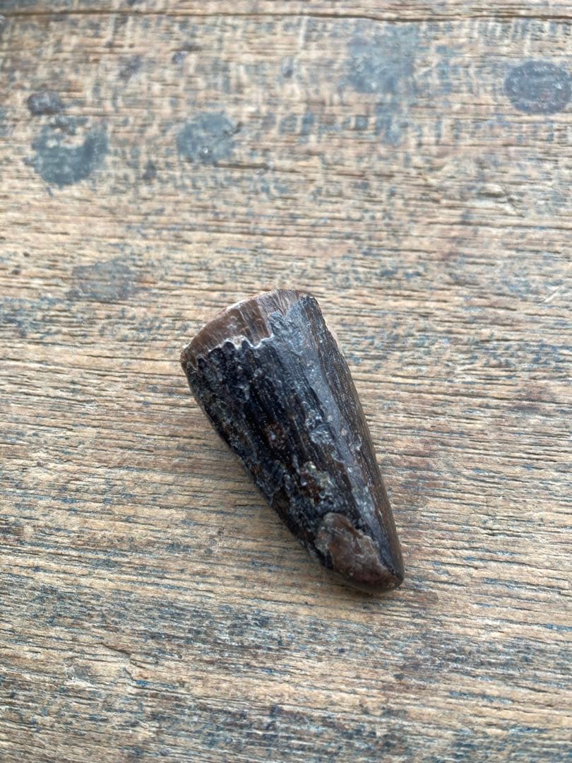 talsint 漆黒のスピノサウルスの歯　化石　恐竜