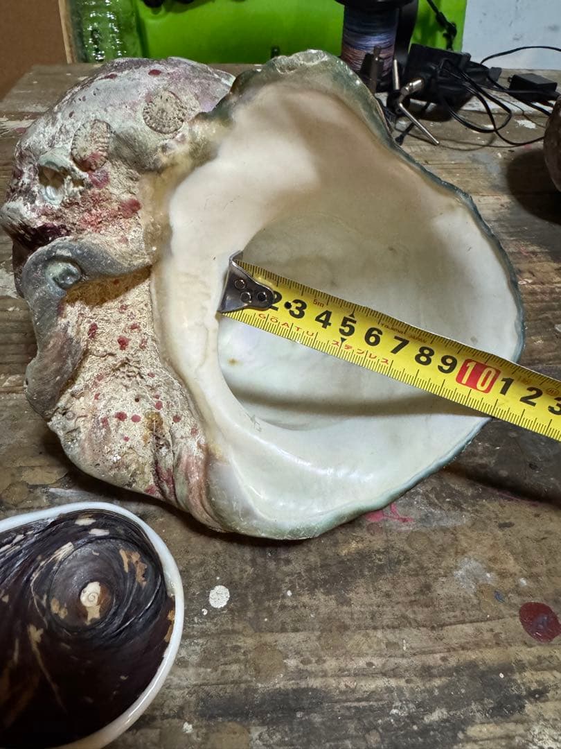 ⭐️特大夜光貝⭐️貝殻　約1.8kg ハンドメイド素材、置物等
