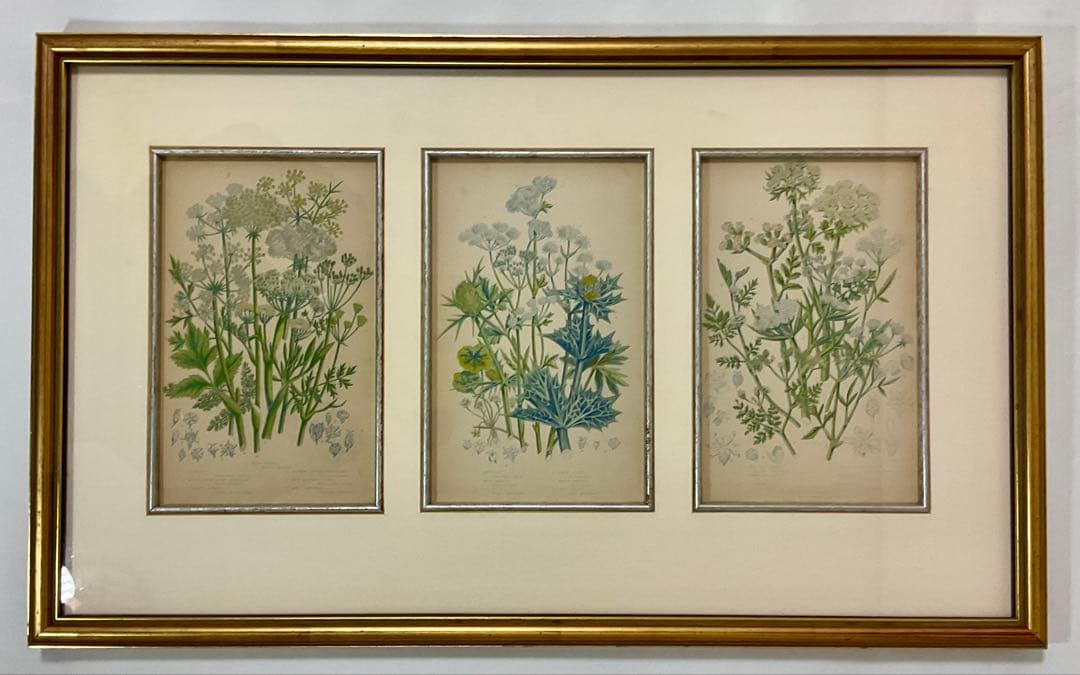 英国アンティークプリント　専門店で額装済み