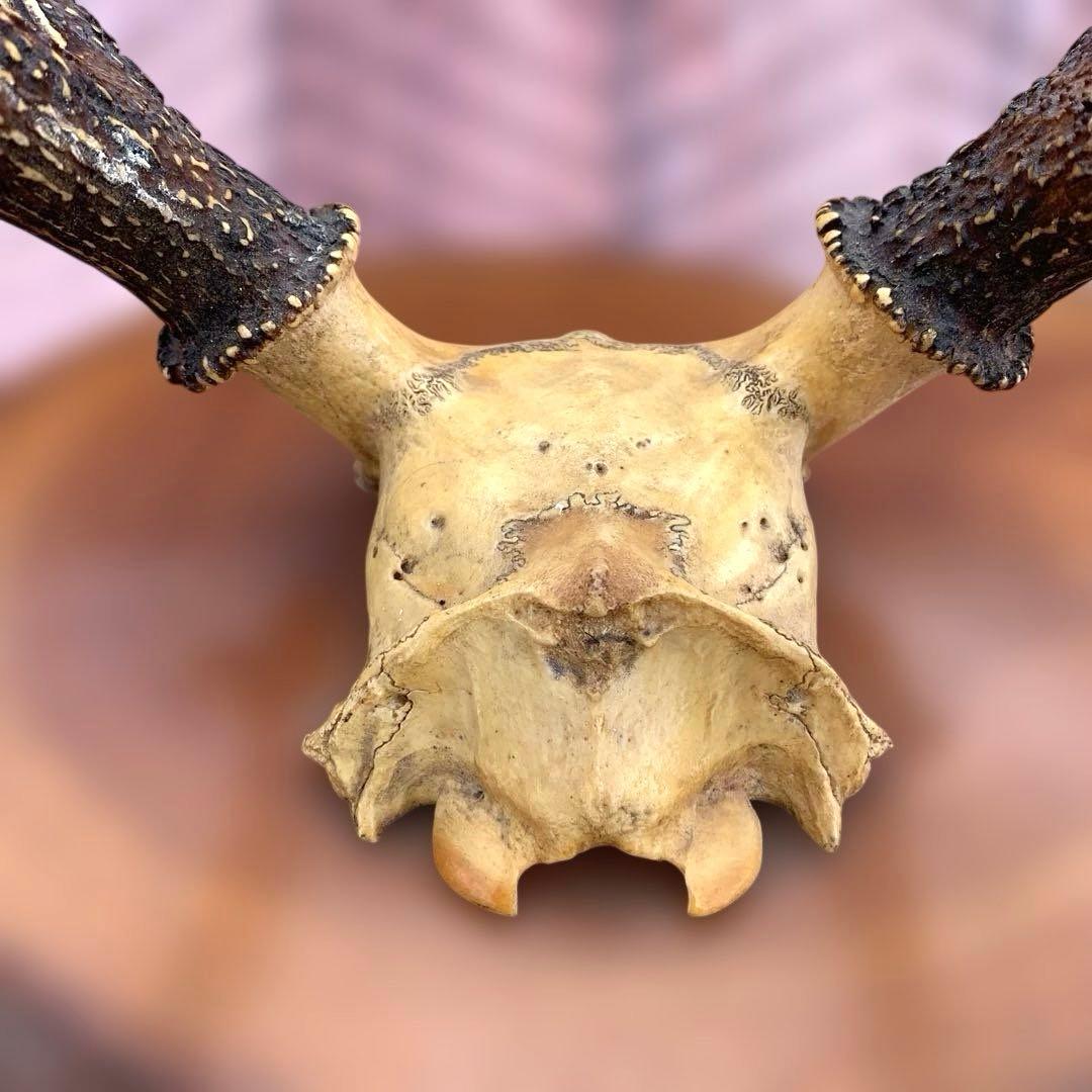 刀掛け　日本刀　模造刀