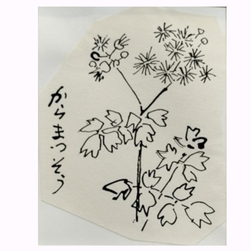 ☆坂本直行☆「 からまつそう 」ペン画　インチサイズ　未使用！