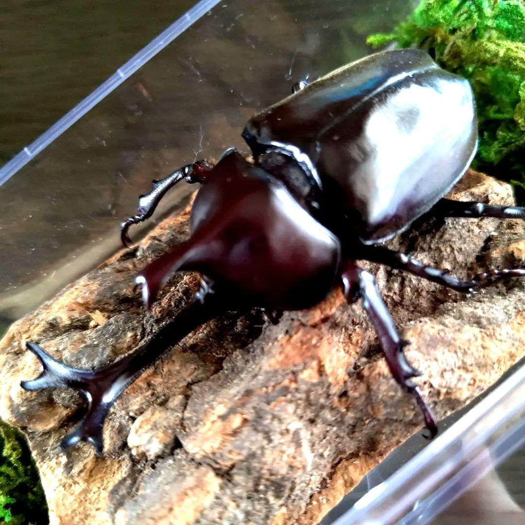 宝物特大黒野生ワイルドカブトムシ標本79mm頭角幅19mm胸角幅4.6mmぐらい