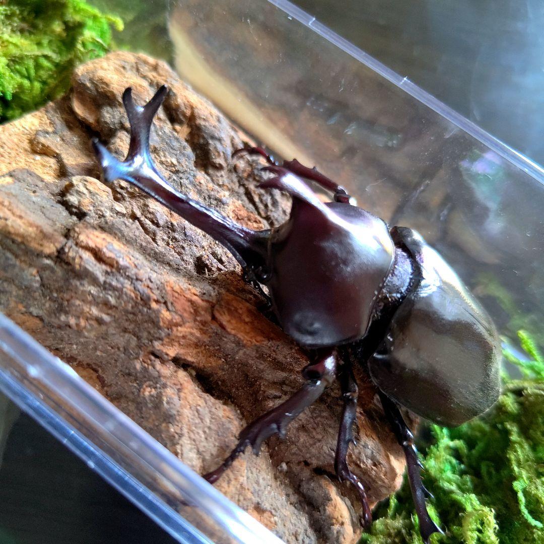 宝物特大黒野生ワイルドカブトムシ標本79mm頭角幅19mm胸角幅4.6mmぐらい