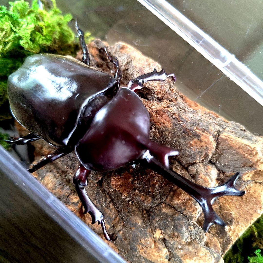 宝物特大黒野生ワイルドカブトムシ標本79mm頭角幅19mm胸角幅4.6mmぐらい