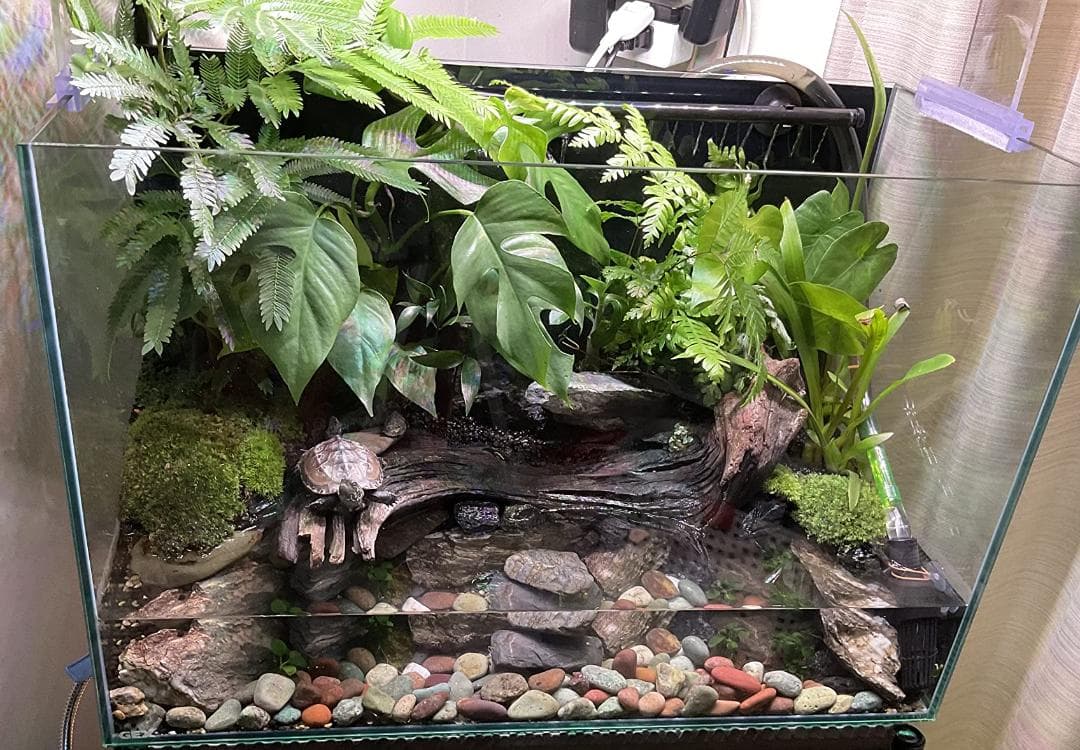 AＧＥＸ グラステリア６００水槽 （６０×３０×４０） ６０ｃｍ水槽（単体） ジ