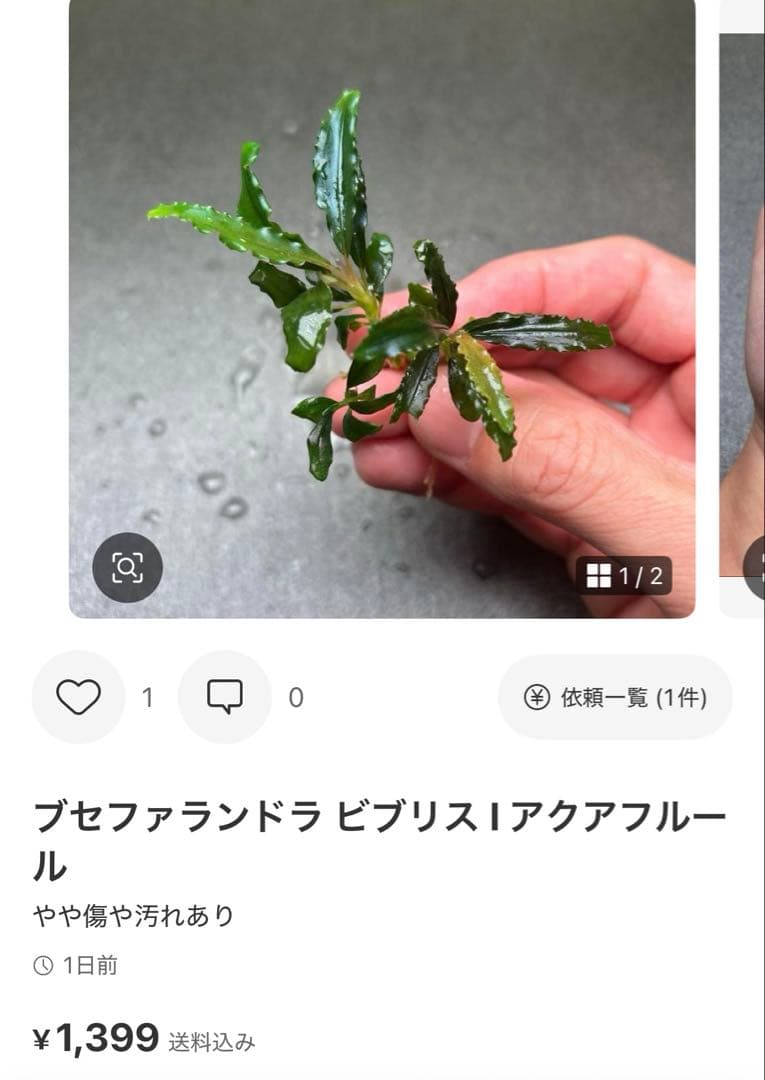 ブセファランドラ ビブリス B 他