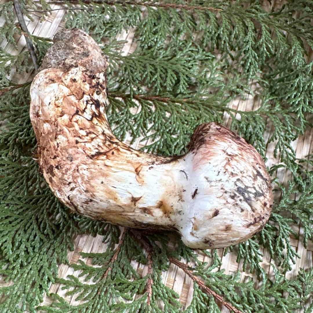 長野県南信州産‼️松茸 極上160g 11/11朝採れ