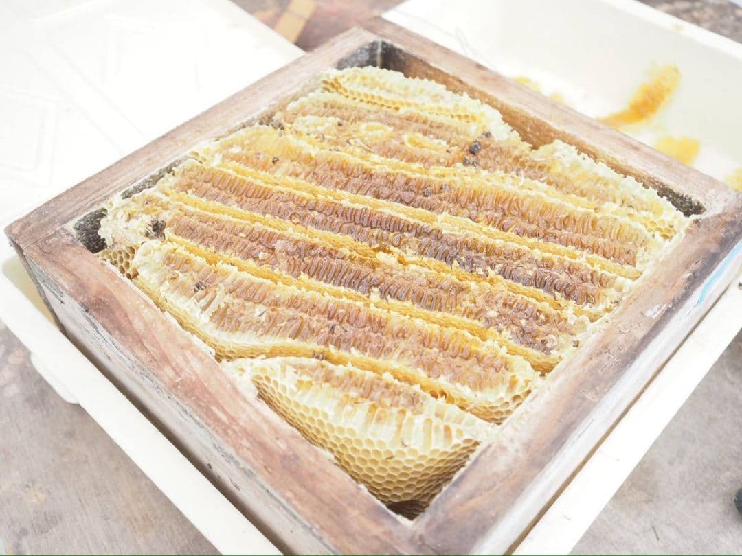 日本ミツバチ完熟蜂蜜（600g✕2）